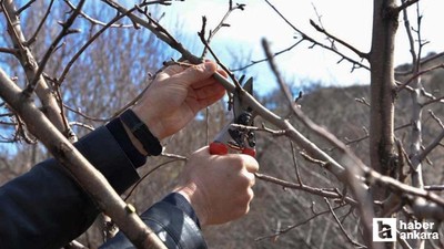 ABB'den Meyve Ağaçlarında Budama ve Terbiye Kursu!