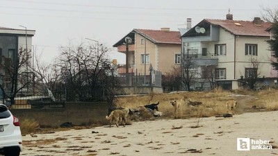 Elmadağ'da köpeklerin saldırdığı kadını kurtaran komşu yaşananları anlattı