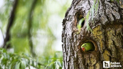 Ankara'da devrilen kamyon bugün nelere neden oldu? Şimdi her yerdeler