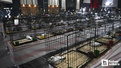 24. Uluslararası Şebap Güvercin Festivali Ankara'da düzenlendi