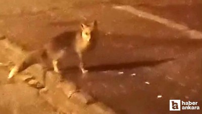 Elmadağ'da aç kalan tilkiler şehir merkezine indi