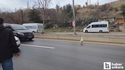 Elmadağ'da çiftlikten kaçan kaz yola atladı!