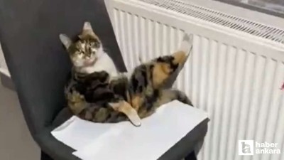 Ankara'da bir pastaneye her gün gelen kedi viral oldu