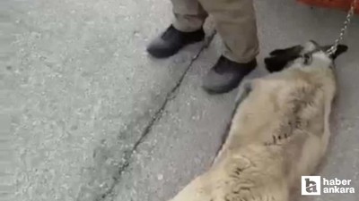 Yenimahalle'de köpeği bağlayıp sürükleyen sürücü gözaltına alındı