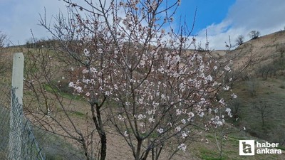 Beypazarı'nda güneşe aldanan badem ağaçları çiçek açtı