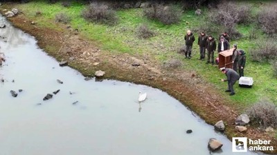 Ankara'da bahçeye düşen kuğu Edirne'de özgürlüğüne kavuştu