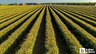2025’te erkek tarım işçilerine en düşük ücret Ankara’da ödendi