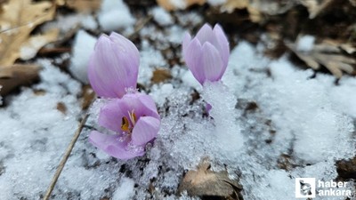 Çankırı'da kar çiçekleri yüzünü gösterdi