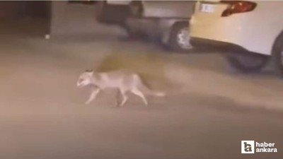 Beypazarı'nda yiyecek arayan tilki mahalle aralarında görüntülendi