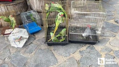 Petshop denetimleri sıkılaştırıldı: 39 papağana el konuldu