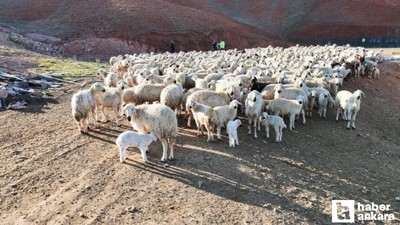 Bala'da kuzu ve annelerinin buluşma anı kameralara yansıdı