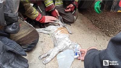 Kahramankazan'da yangından etkilenen kedileri sağlık ekibi kurtardı