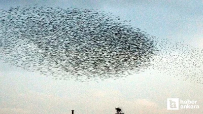Sincan'da binlerce kuşun gökyüzündeki dansı hayran bıraktı