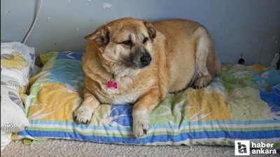 Ankara'da yaşayan obez köpek 'Kız', yürüyüş yaparak zayıflıyor