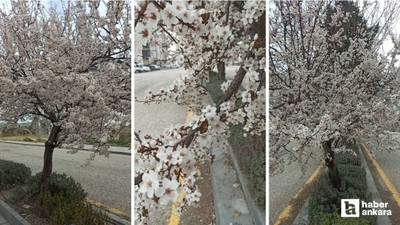 Beypazarı'nda çiçek açan ağaçlar kartpostallık görüntüler oluşturdu