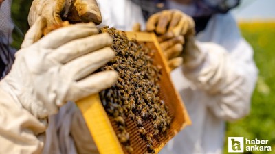 Türkiye 2027'de Arıcılık Olimpiyatlarında ev sahibi olacak