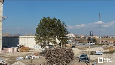 Baharın müjdecisi leylekler Çubuk'ta yuvalarına geri dönmeye başladılar