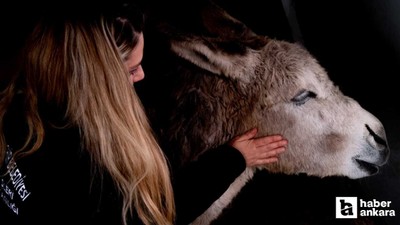 Yaralı bulunan eşek 'Garip' ABB bakım merkezinin maskotu oldu