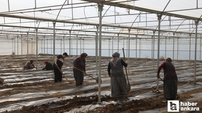 Çubuk'ta domatesin yeni sezon için ekim çalışmaları başladı