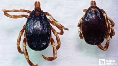 Hava sıcaklıkları arttı, kene kabusu geri döndü: Uyarı geldi!