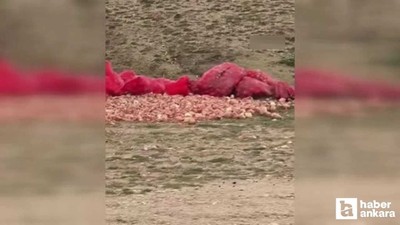 Polatlı'da boş araziye dökülen tonlarca soğan tepki çekti