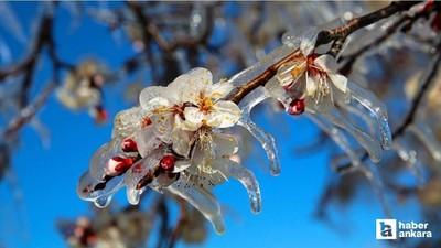 Tarım ve Orman Bakanlığı ekipleri zirai dona karşı teyakkuza geçti