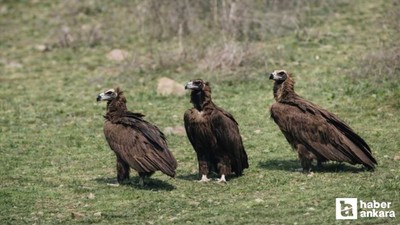 Dev kanatlar sürü halinde Kızılcahamam'da görüntülendi