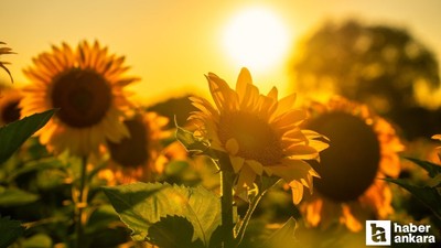 Yozgat'ta çiftçilere yağlık ayçiçeği tohumu desteği verildi