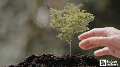 Yozgat'ta vatandaşlara 4.500 çam fidanı dağıtıldı