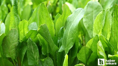 2 kuzu kulağı akımı, esprisi nedir? Beyefendi burası Zara