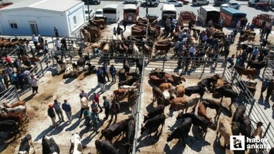 Ankara'da kurbanlık koyun ve büyükbaş dana fiyatları açıklandı!