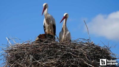 Kırıkkale'nin Yaren'i! Rüzgar ve Nergis 4'üncü yılında da yuvalarına döndü