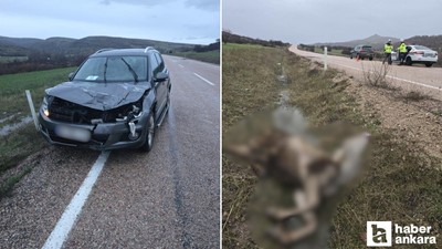 Beypazarı-Güdül yolunda bir araç yoldan geçen geyiğe çarptı