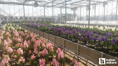 Sincan Belediyesi seralarında canlı çiçek satışına başladı