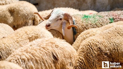 TSK Mehmetçik Vakfı vekaleten kurban bağışı kabulüne başladığını duyurdu