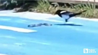 Gölbaşı'nda bir parkta saksağan ile yılanın mücadelesi görüntülendi