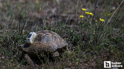 Hacettepe Üniversitesi'ndeki kara kaplumbağaları uydudan izleniyor