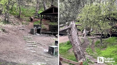 Kızılcahamam Soğuksu Milli Parkı'nda ayı ailesi görüntülendi