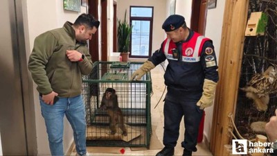Yozgat'ta jandarma Hint Şebeği olarak bilinen maymun yakaladı