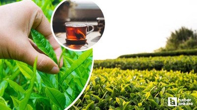 2026 yılı ÇAYKUR yaş çay alım fiyatı açıklandı
