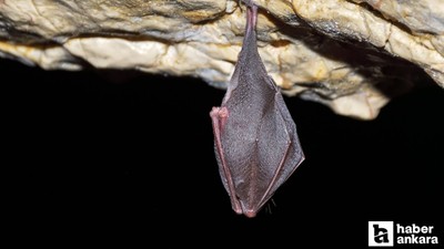 Tayland'daki yarasalarda koronavirüsün yeni türü keşfedildi