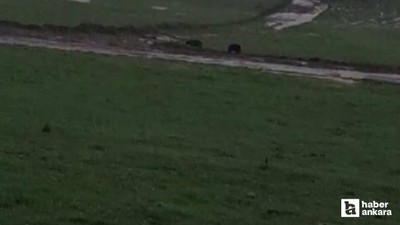 Beypazarı'nda Saray Yaylası'na inen ayılar görüntülendi
