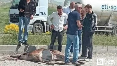 Beypazarı'nda otomobilin çarptığı geyik ağır yaralandı