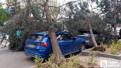Çankaya'da şiddetli rüzgar sebebiyle araçların üzerine ağaç devrildi