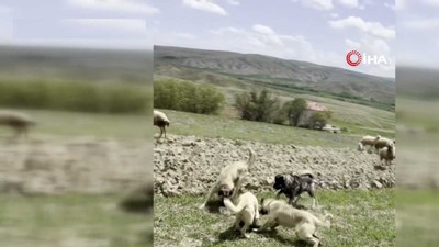 Haymana'da koyun sürüsüne yılan saldırdı!