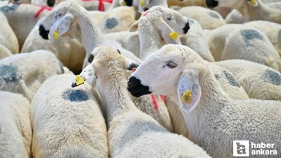 Kurbanlık hayvan seçiminde neye dikkat edilmeli?