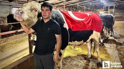 1.2 tonluk dev 'Paşa' 650 bin liraya Ankara'da alıcısını buldu
