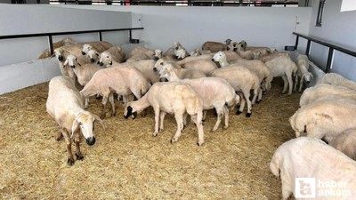 Başkentte hayvan pazarında kurbanlıklar satışa çıktı