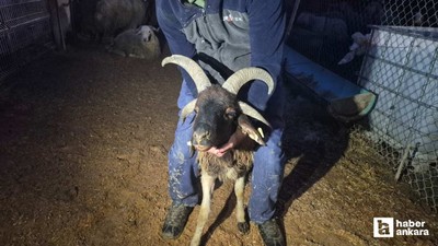 Yenimahalle'de kurban pazarında gece hareketliliği yaşanıyor