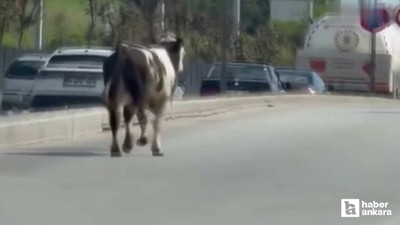 Gölbaşı'nda sahibinden kaçan kurbanlık dana kovalamacası